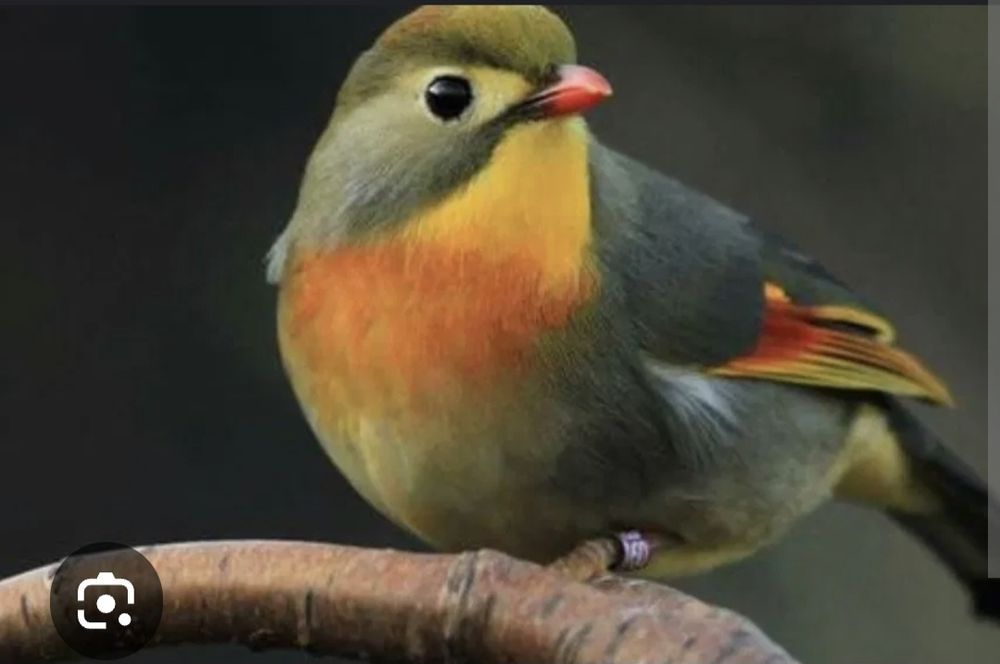 Rolas diamante malhadas