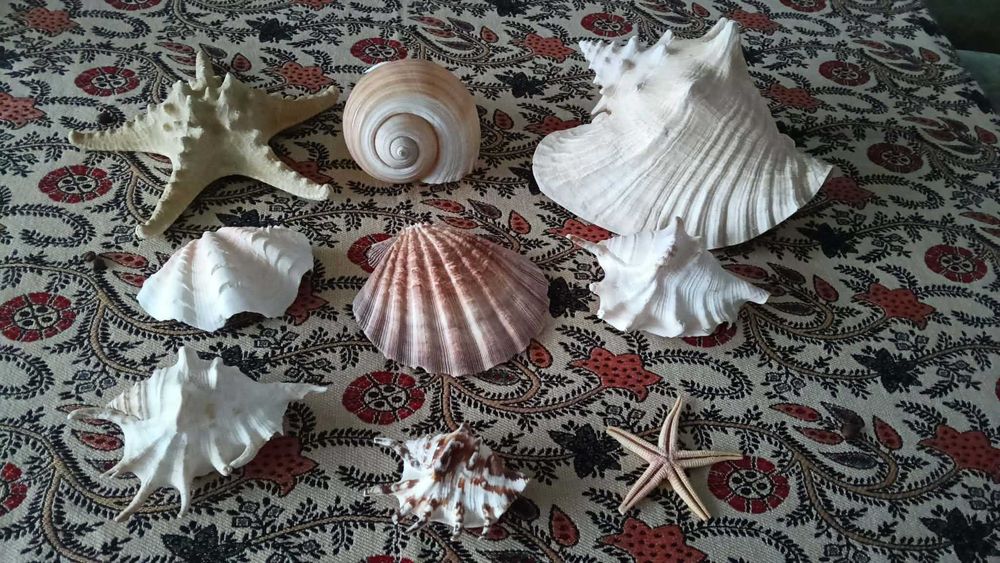 Muszle morskie, duże, z różnych plaż, z Norwegii i Włoch