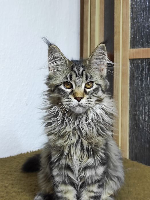 Дівчинка  мейн кун