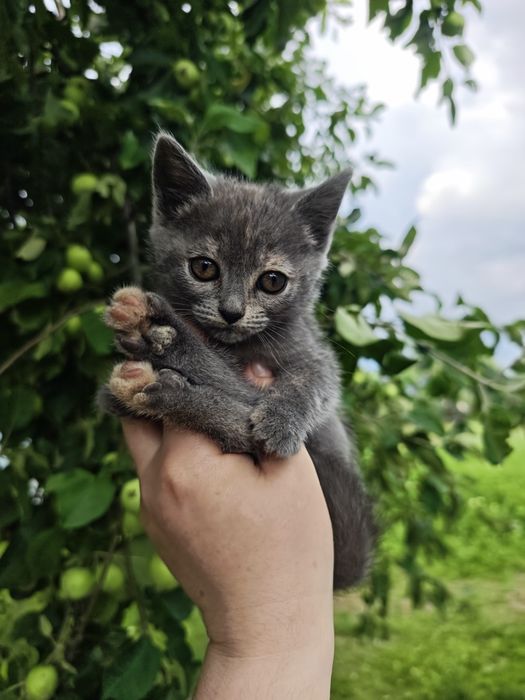 Безкоштовно кошенята