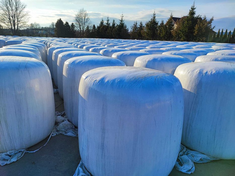 Kiszonka z kukurydzy i sianokiszonka z żyta w belach Możliwość dostawy