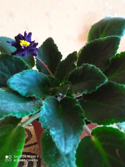 Фіалка сортова, кімнатний вазон