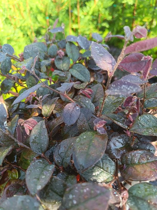 Loropetalum vermelha jardim