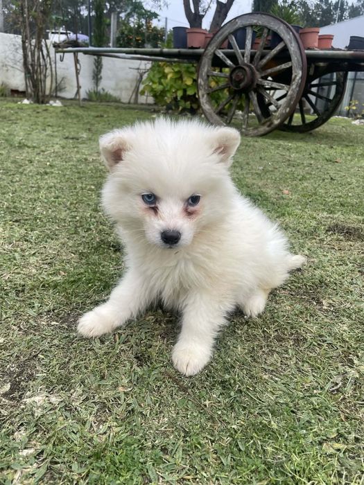 Husky siberiano femea