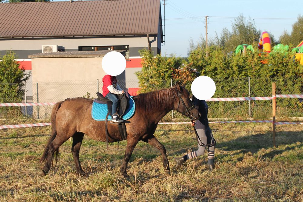 Konie huculskie redukcja stada