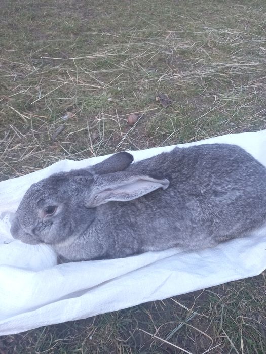 Кролики, чистокровні породи