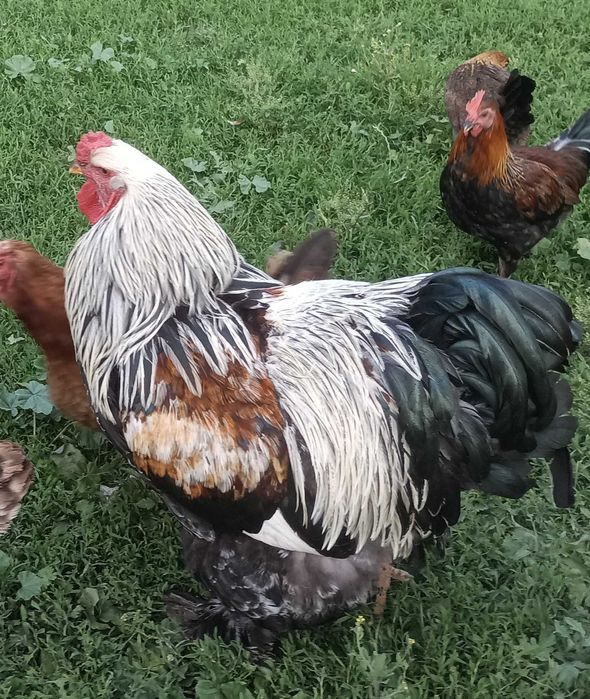 Kogut Brahma Olbrzymia