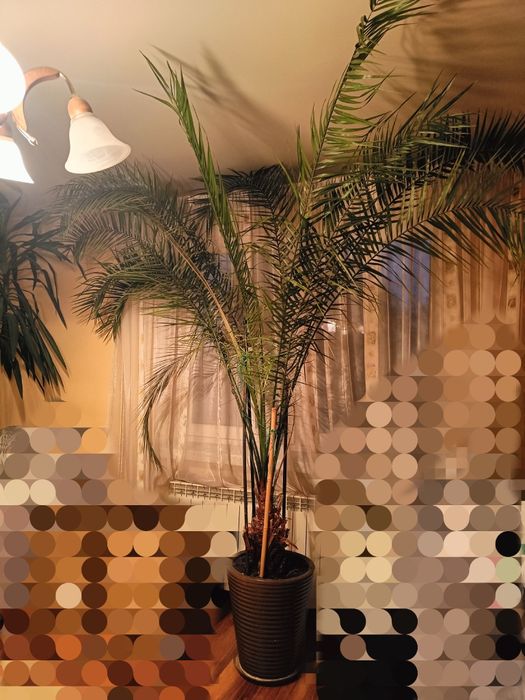 Wielka palma daktylowa