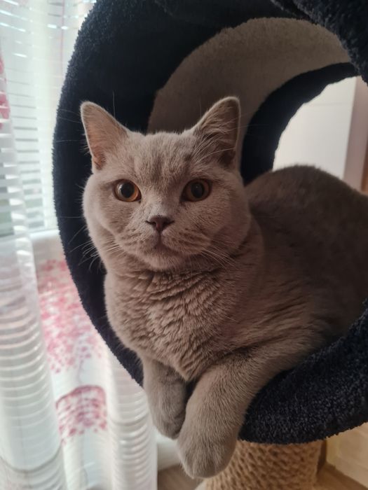 Hotel dla kota Poznań, Września "Kocie Apartamenty