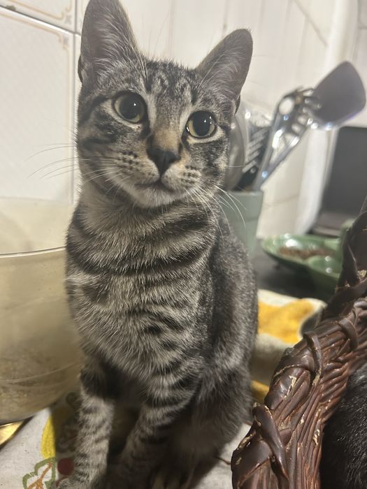 gatinhos para adocao