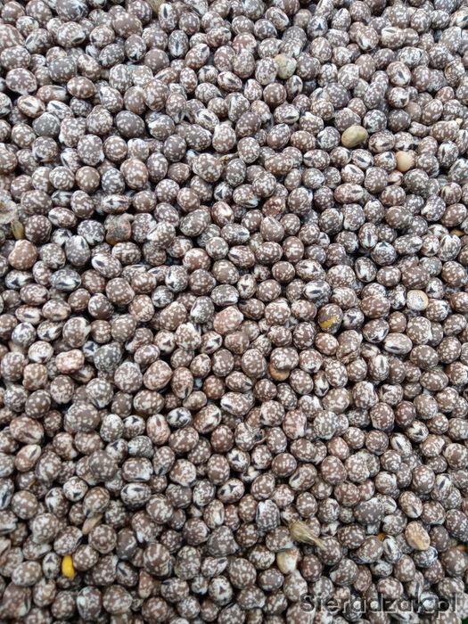 Łubin po centrali WYCZYSZCZONY