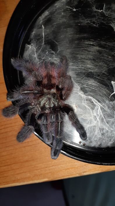 Caribena versicolor samiec l8 / L9