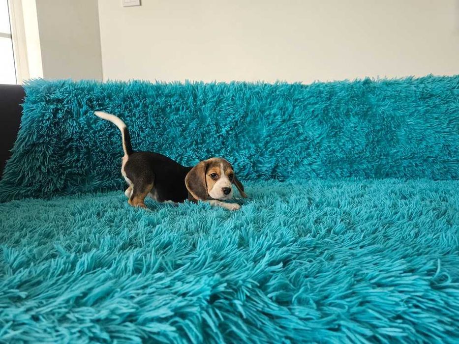 BEAGLE-suczka, ZKwP/FCI, mniejsza w typie,śliczna