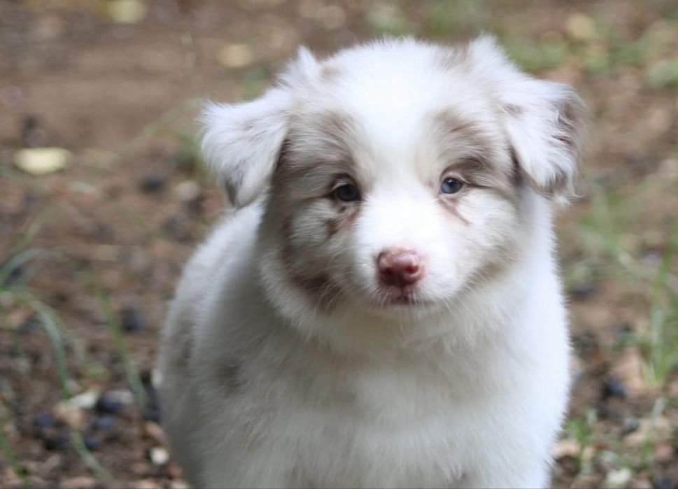 Border collie choco merle