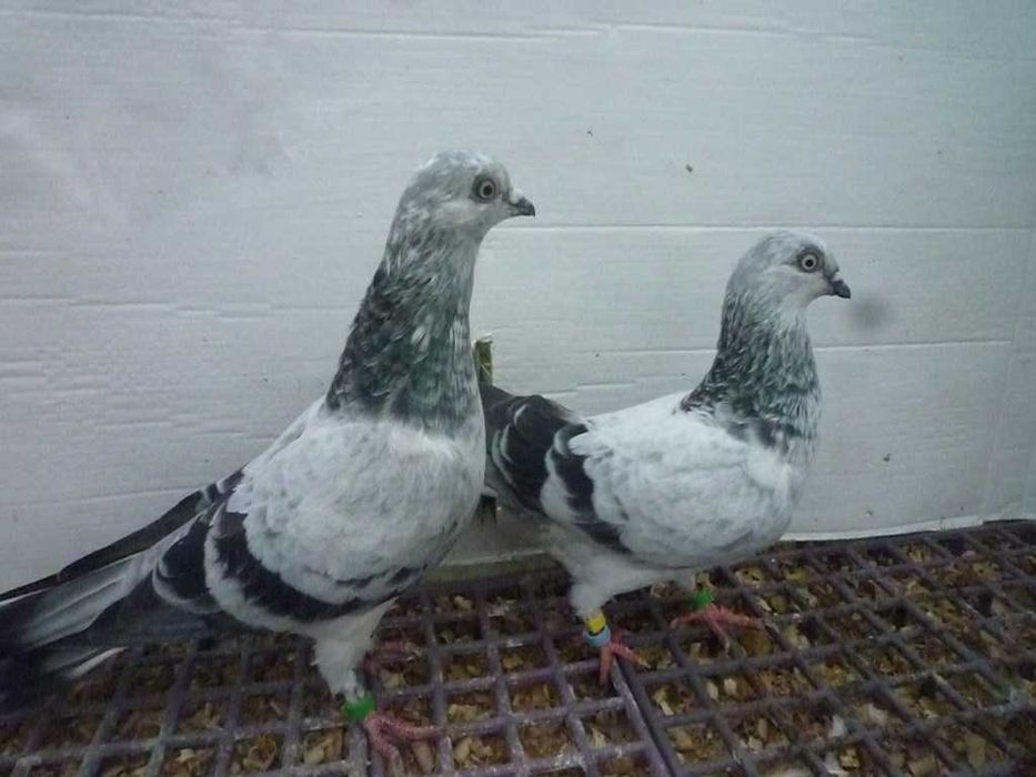 Gołębie Pantosze - Budapeszty Wysokolotne nr.2