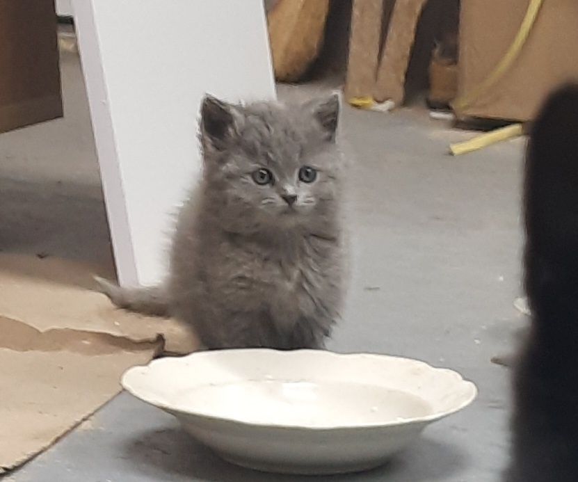 Кошенята в добрі руки