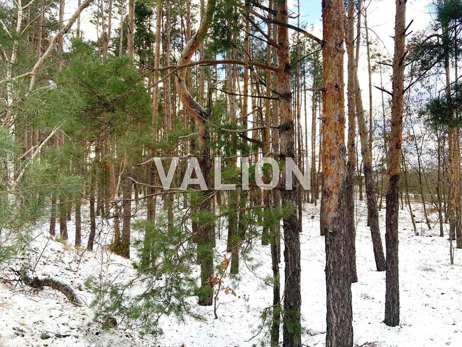 Продаж земельної ділянки 0,81 га Вишгородський р-н Лебедівка, без %