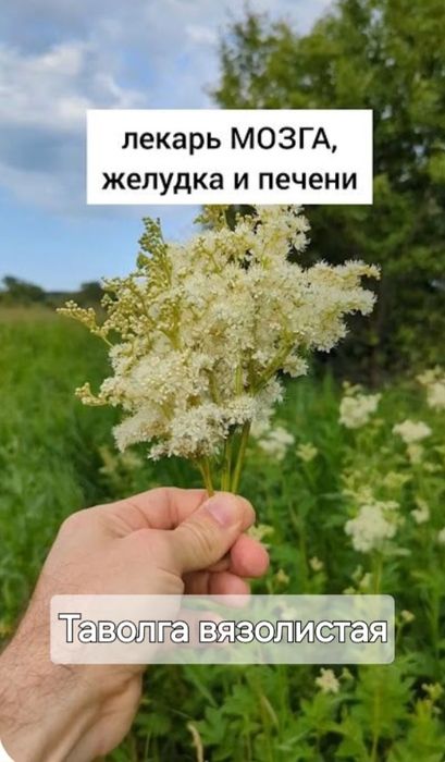 Ароматні та душисті травы, лікувальні сбори