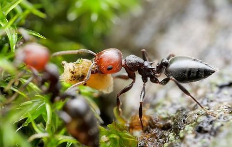 Экзотические муравьи Crematogaster scutellaris. Колонии с рабочими