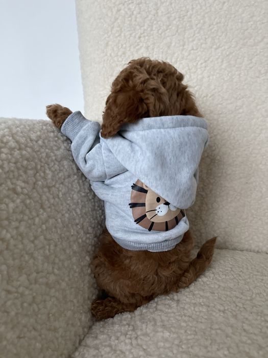 Poodle toy VIP (mini)