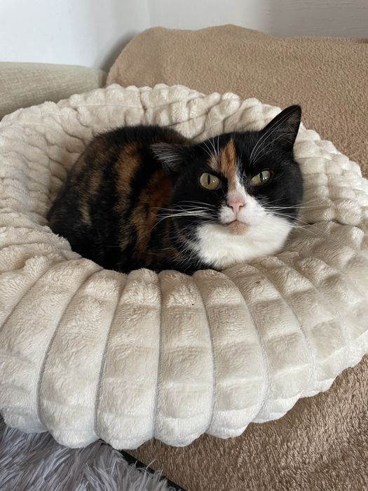 Кошечка бесплатно в добрые руки!