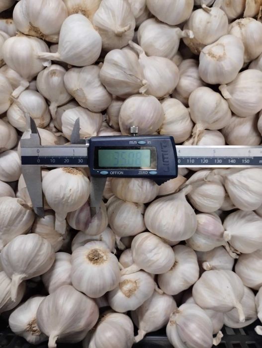 Czosnek polski, Jarus