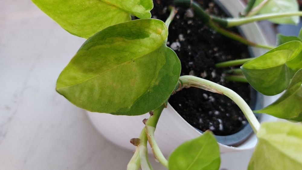 Scindapsus Silver Hero  rosnące rośliny + gratis global green