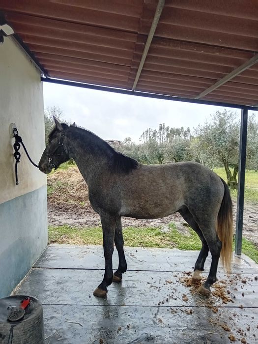 Poldro cruzado lusitano