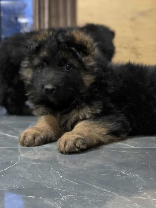 Owczarek Niemiecki długowłosy czarno podpalany suczka