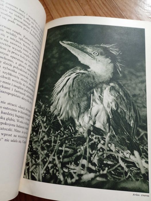 Album: ,,Wśród puszcz i lasów"