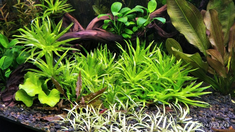 Акваріумні рослини