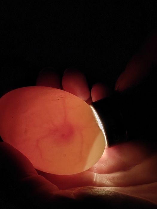 Ovos galados de patos corredores da Índia *LER DESCRIÇÃO*