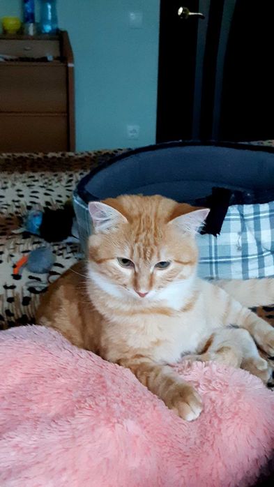 Кошечка Ханни ищет дом и семью