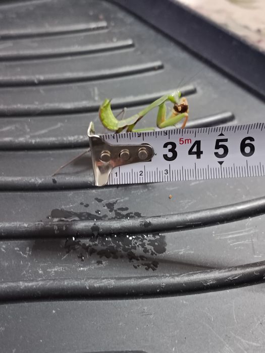 Modliszki Hierodula z Papui