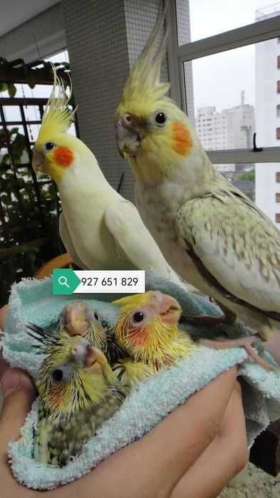 Papagaio Ring nek Domésticados, Bebê ou selvagem