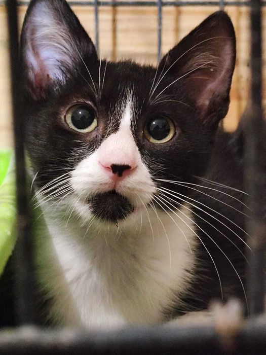 CHUVISCO (Macho, 3 Meses) - Para Adoção