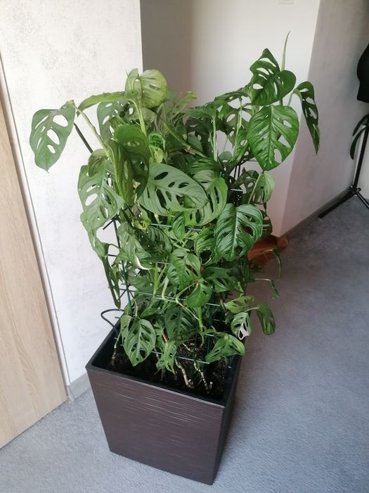 Monstera Adansona - adasoni, monkey mask
