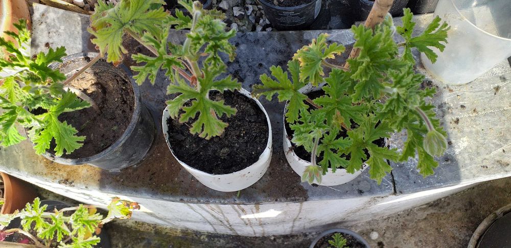 Citronella em vaso- prepare- se para o verão.
