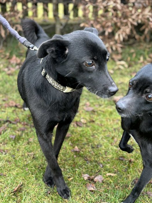 Pokochaj wspaniałą niezwykle tulasną 3 letnią sunie