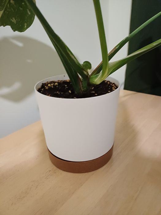 Monstera Thai Constellation
