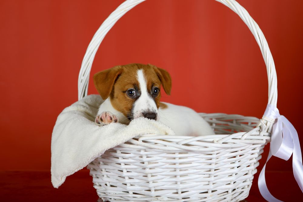 Цуценята Джек Рассел КСУ