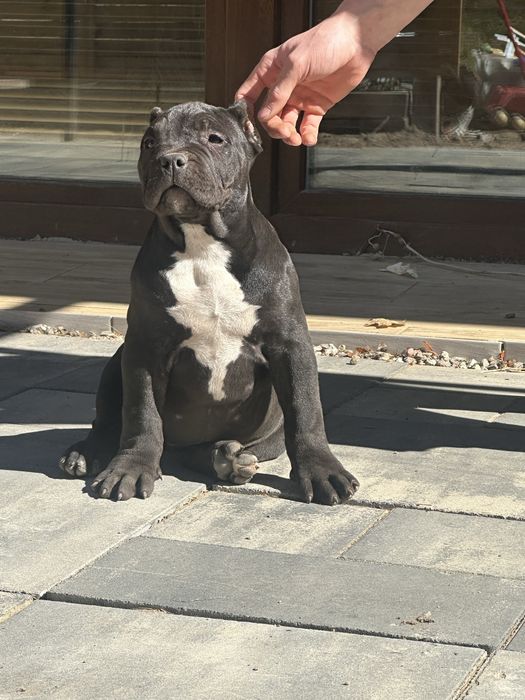 American bully xl