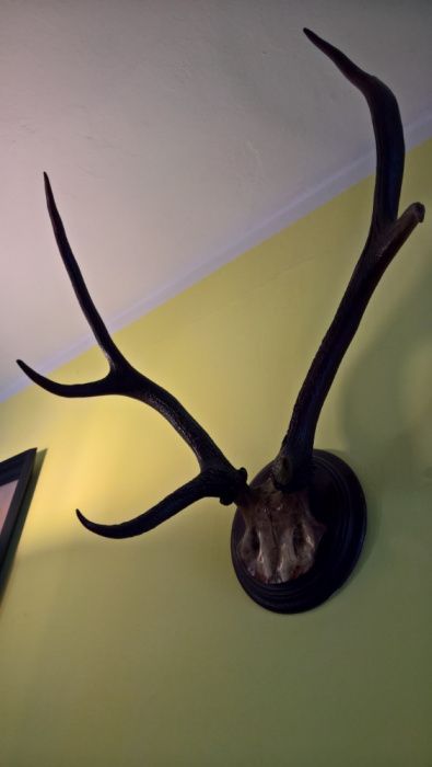 Poroże jelenia sprzedam