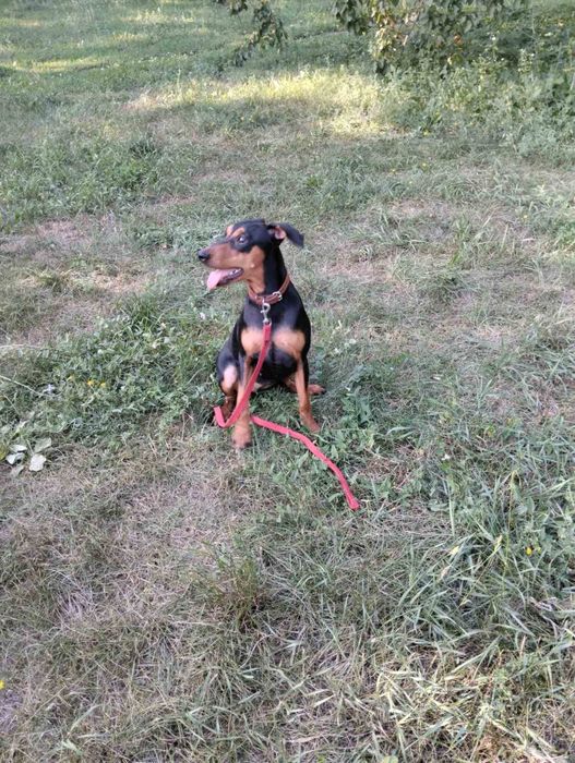 Девочки немецкого пинчера