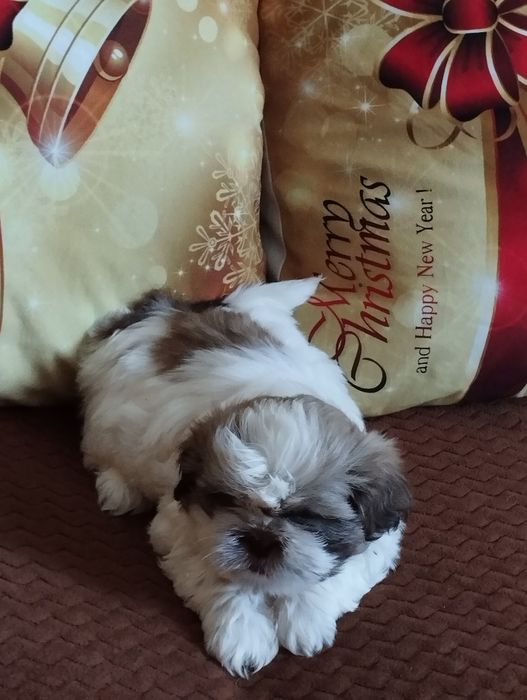 Shih TZU piękny piesek
