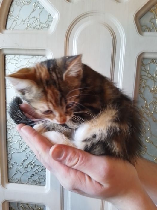Кошеня Оля з незвичайним окрасом   шукає родину
