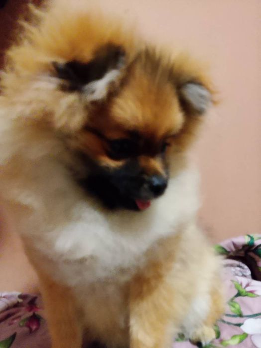 Piękna suczka rasy pomerianian