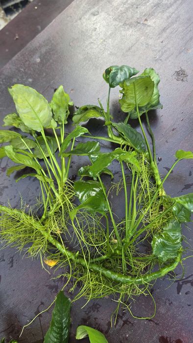 Anubias olbrzymi