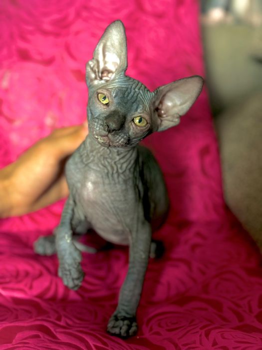 Gata Sphynx com 2 meses