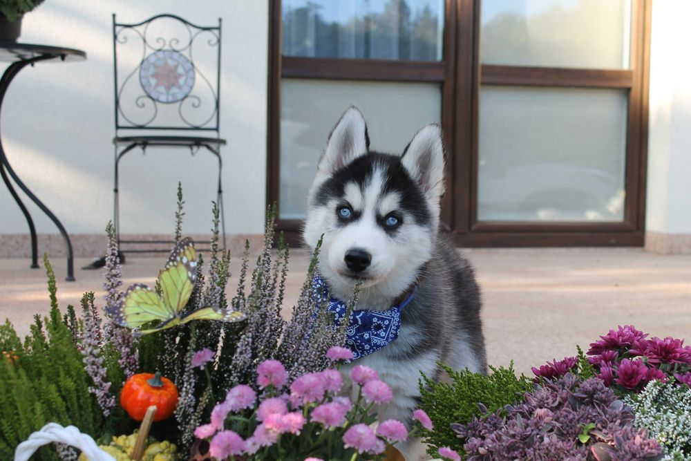 Siberian Husky-śliczny piesek